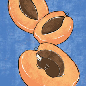 albicoccola-illustrazione-albicocca-personal-project
